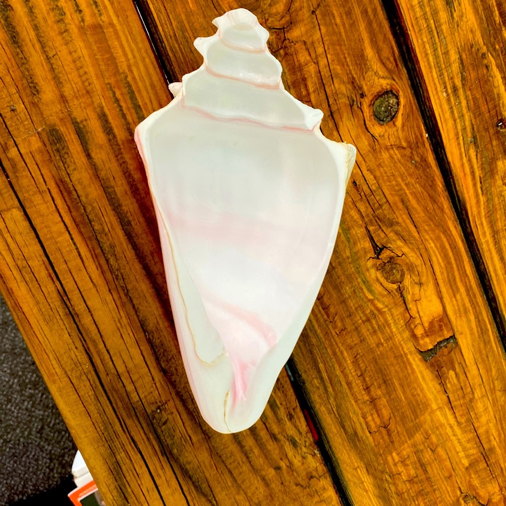 Caribbean Conch Real  Shell  Footed Bowl - Picture 4 of 9